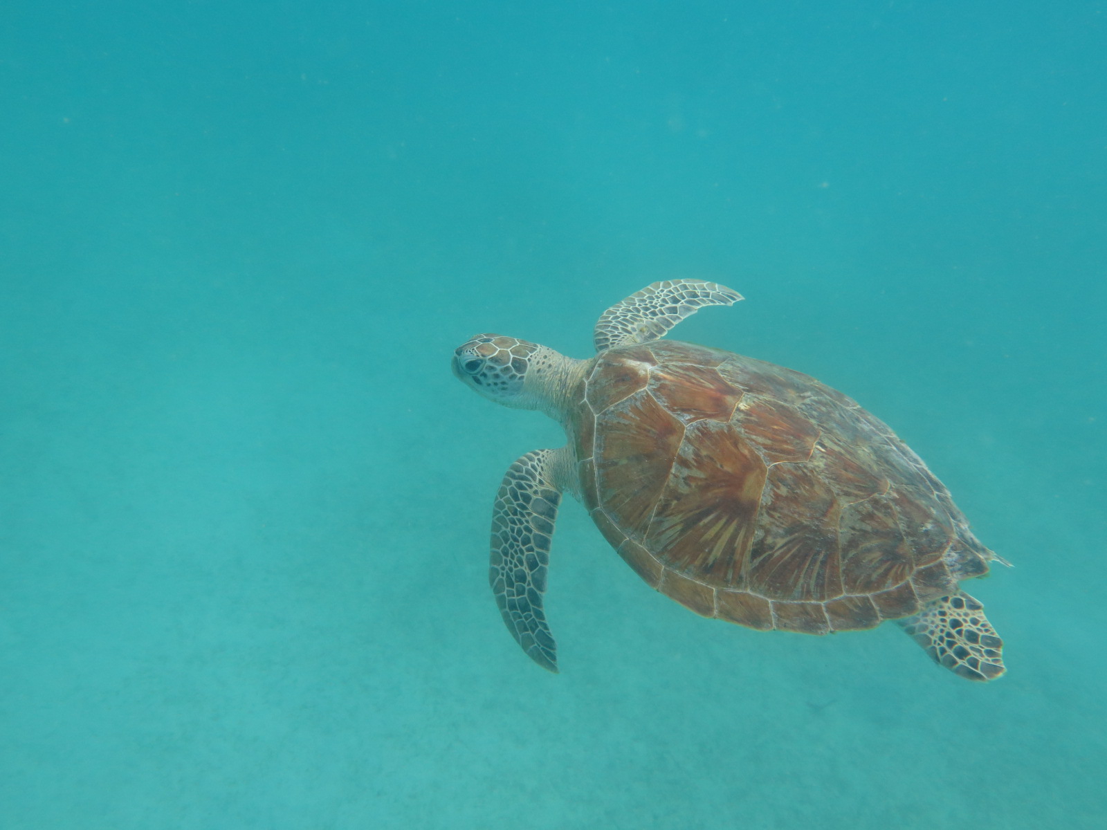 A Green Turtle rises to the surface to breathe